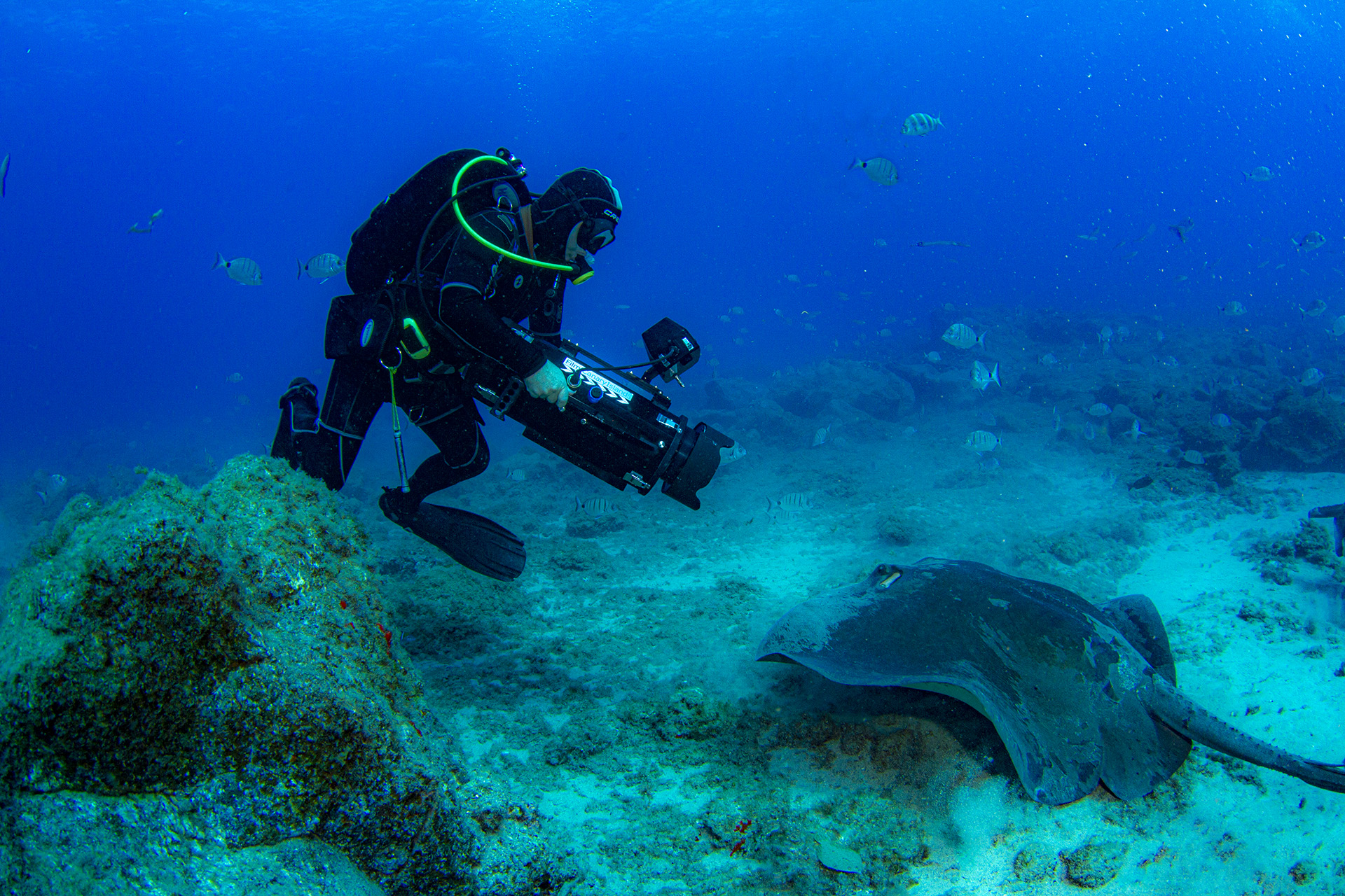 Underwater Director of Photography